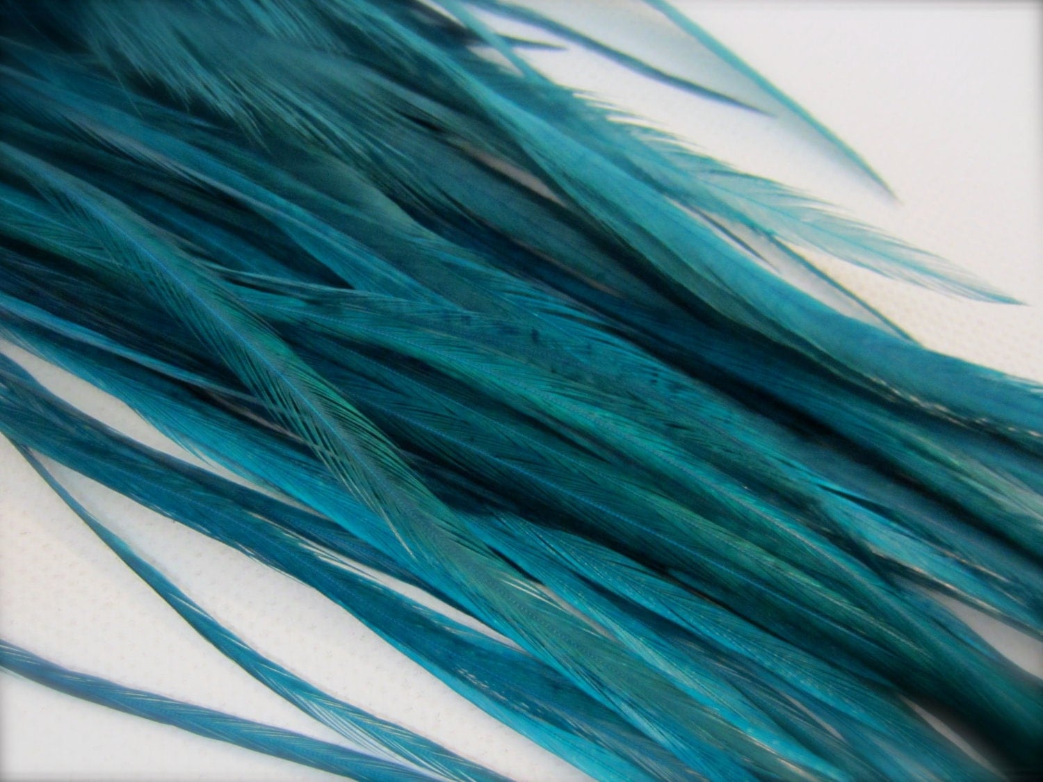 teal feathers