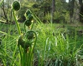 Fiddleheads - 8x10 matted photograph