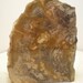 Earthy Oregon Petrified Wood Wedge, Highly Polished Free Standing Specimen, Protection, Grounding