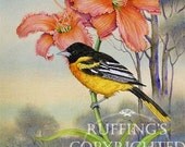 Oriole, Orange Daylilies, and Daisies 8.5 x 11 Giclee Fine Art Bird Print Signed A E Ruffing