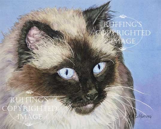 Ragdoll Cat on Blue 8.5 x 11 Giclee Fine Art Print Signed A E Ruffing