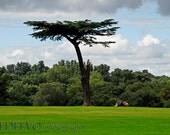 Cassiobury Park Tree in Watford, England - Fine Art Photograph 8x12