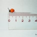 Orange Ladybug - Micro Amigurumi Crochet Miniature Ladybug - Made To Order