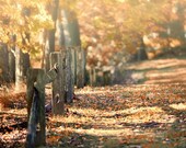 Country Landscape Photography, Rustic Nature Picture, Orange Russet Gold Yellow, Fence, Autumn, Fall Leaves, Woodland Landscape Print.
