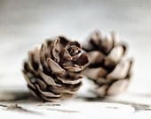 Nature Photography, Cottage Decor, Rustic Shabby Chic Decor, Woodland Pinecones, Winter, Grey, Bathroom Decor, Bedroom Decor
