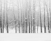 Snow Photo - Snowy Forest Landscape - Woods - Tree Landscape Art - Snowy Winter Tree Landscape. Black and White Photography..