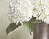 Shabby Chic Decor, Cream Flower Picture, Cottage Decor, Nature Photography, Flowers Still Life, White, Creamy, Rustic Decor, Green, Bronze.