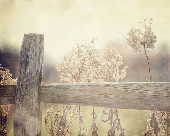 Nature Landscape Photography - Country Chic Shabby Chic Decor Rustic Cottage Decor Fence Picture Beige, Cream, Tan Home Decor.