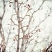 Grey Decor, Pretty Nature Photography, Woodland Branches, Mint, Soft Blue, Brown, Shabby Chic Decor, Grey Bathroom, Bedroom Decor, .