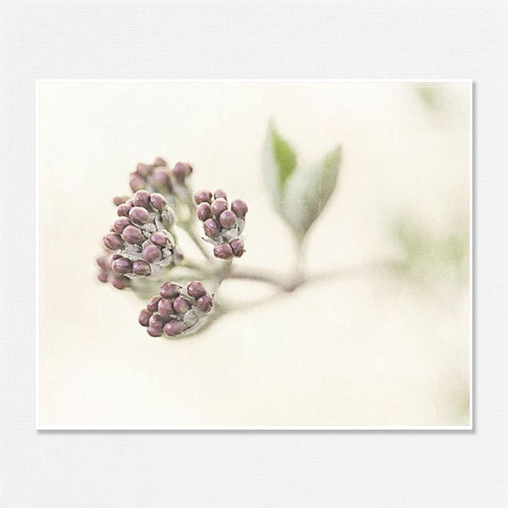 Flower Photograph, Flower Print, Botanical, Floral, Cream, Plum, Spring, Woodland, Ivory, Bathroom Decor, Shabby Chic Decor.
