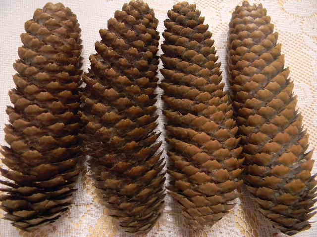 4 Real Natural Pine Cones, For Craft or Home Decor, long and compact, Makes wonderful wreaths.