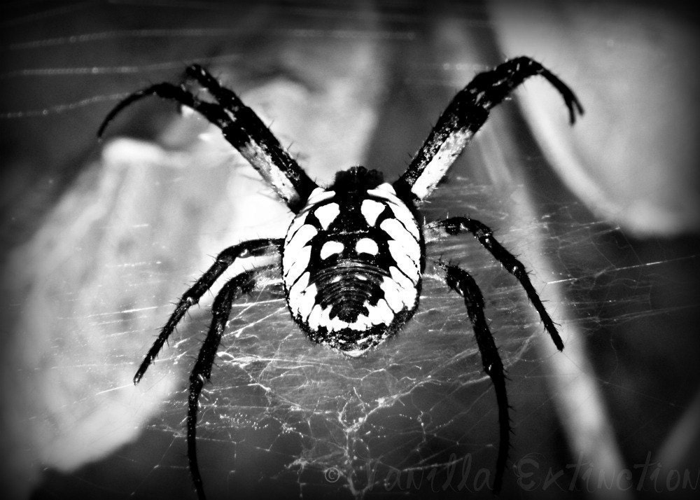 Spider Photograph,black & white,halloween decor,scarey,macro,gift,creepy,gifts under 25