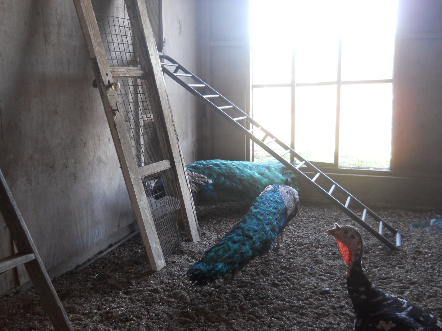 Peacocks by Nathan Lev cancer-Leukemia