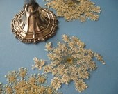 Wedding Decor--Wedding Flowers--Table Decor--Lace CONFETTI for Weddings of Real Pressed Creamy White Queen Anne's Lace Flowers