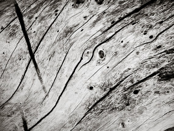 Driftwood Landscape 8x10 Print