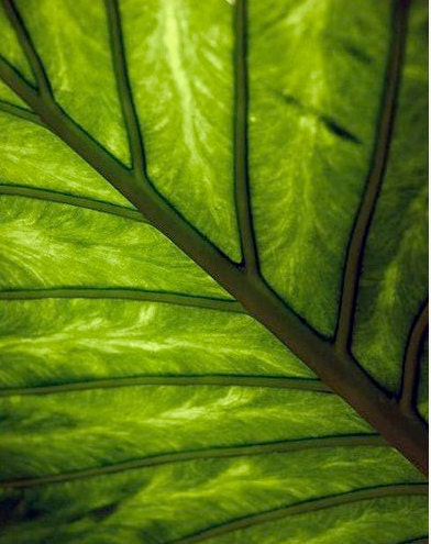 16" x 20" Leaf Detail Print, Macro, Palm Trees,  Green Leaves, Jungle, Fine Art Photography by Glennis Siverson - glennisphotos