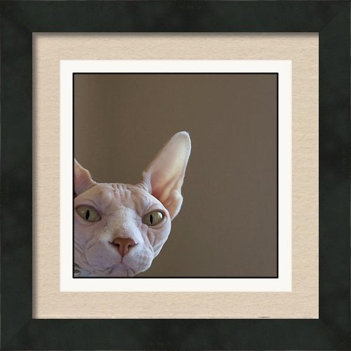 5" x 5" Print, National Geographic, Sphynx Hairless Cat, Opal, Pet Portrait, White, Khaki, Pink, Fine Art Photography by Glennis Siverson