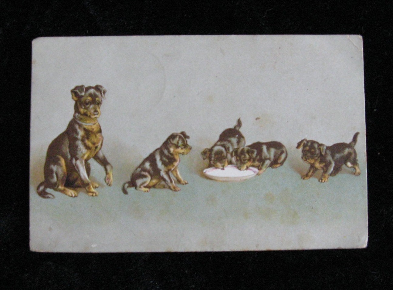 Vintage 1908 Postcard        Proud Mama and Her Four Pups
