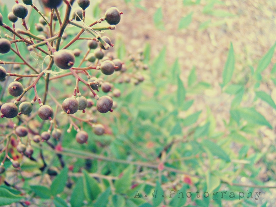 Still Motion Nature Flower Simple Dull Field Photography 8x10 Print Melancholy Greens and Browns