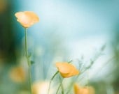 Photo art with yellow and blue flowers: Groove is in the heart - golden yellow poppies - gift under 50 -12x12