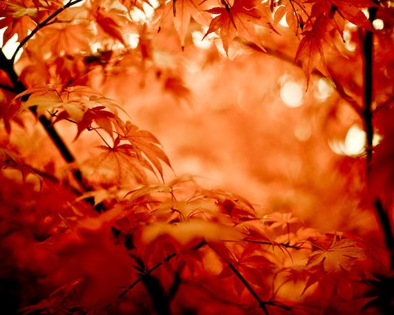Large photography - Autumn maple leaves photo at 20x30: red and black tree photograph - red maple leaves in autumn - metallic print