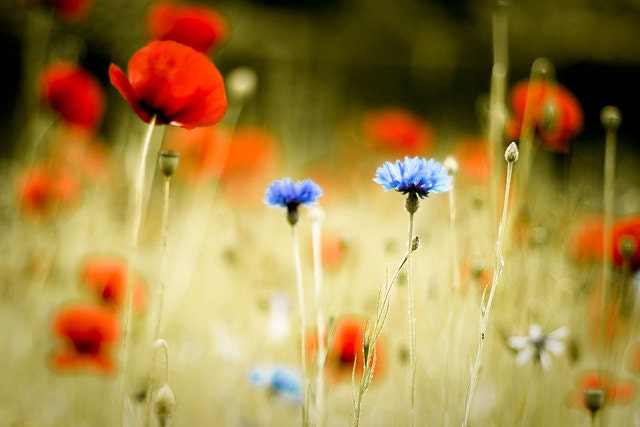 That nothing gift - blood red summer poppies and cyan cornflowers - fine art metallic flower print - 12x8 - clickety
