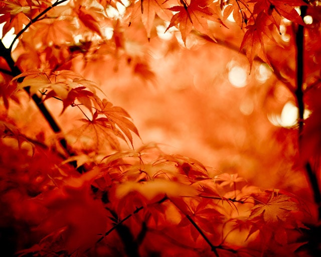 Large photography - Autumn maple leaves photo at 20x30: red and black tree photograph - red maple leaves in autumn - metallic print
