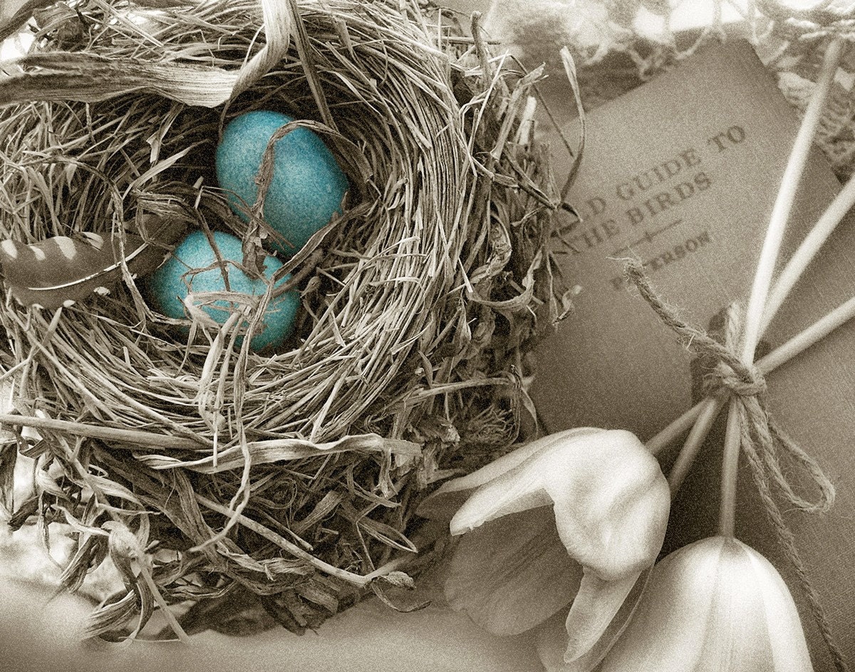 Springtime Blessings 11x14 photograph
