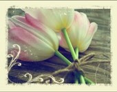 Tulips 11x14 Photograph