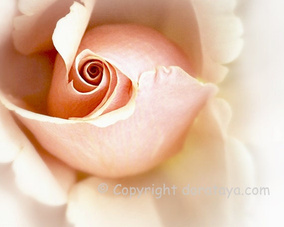 Sign of Love  PINK ROSE- nude blush cream soft dreamy French country cottage chic decor 8x10 signed and matted fine art photo ready to frame