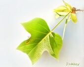 GREEN Spring a leaf with insect - MINIMALIST yellow green French Country Cottage chic decor - 5x7 photo signed on mat ready to frame