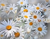 WHITE gray gold DAISY -Garden lover - french country or cottage chic decor- spring fresh 8x10 nature photo signed on mat ready to frame