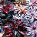 Upcycled Recycled Beverage Can Flower Pins or Hair Clip You Choose Your Accessory Style for Scrapbooking too