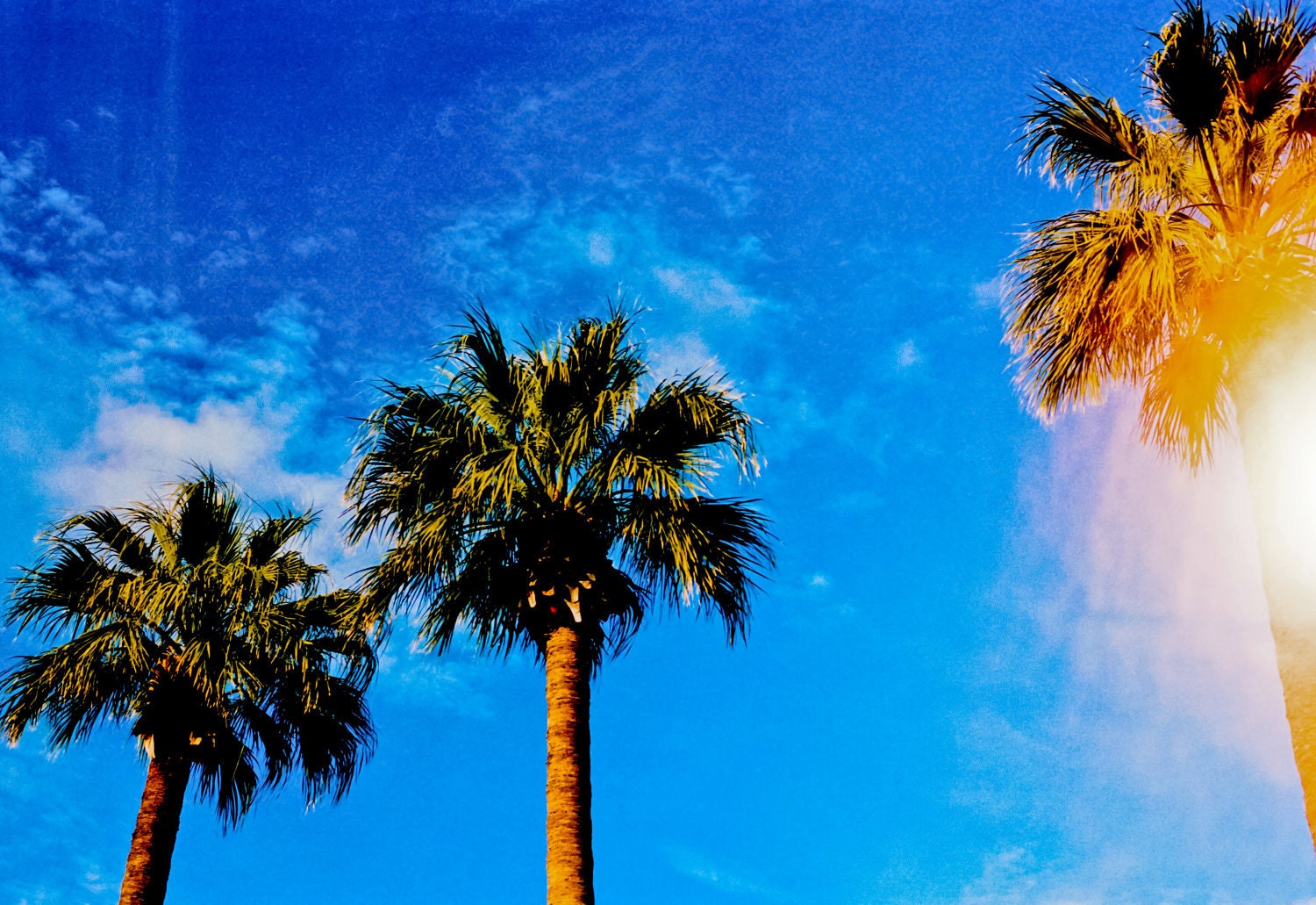 Palm Trees
