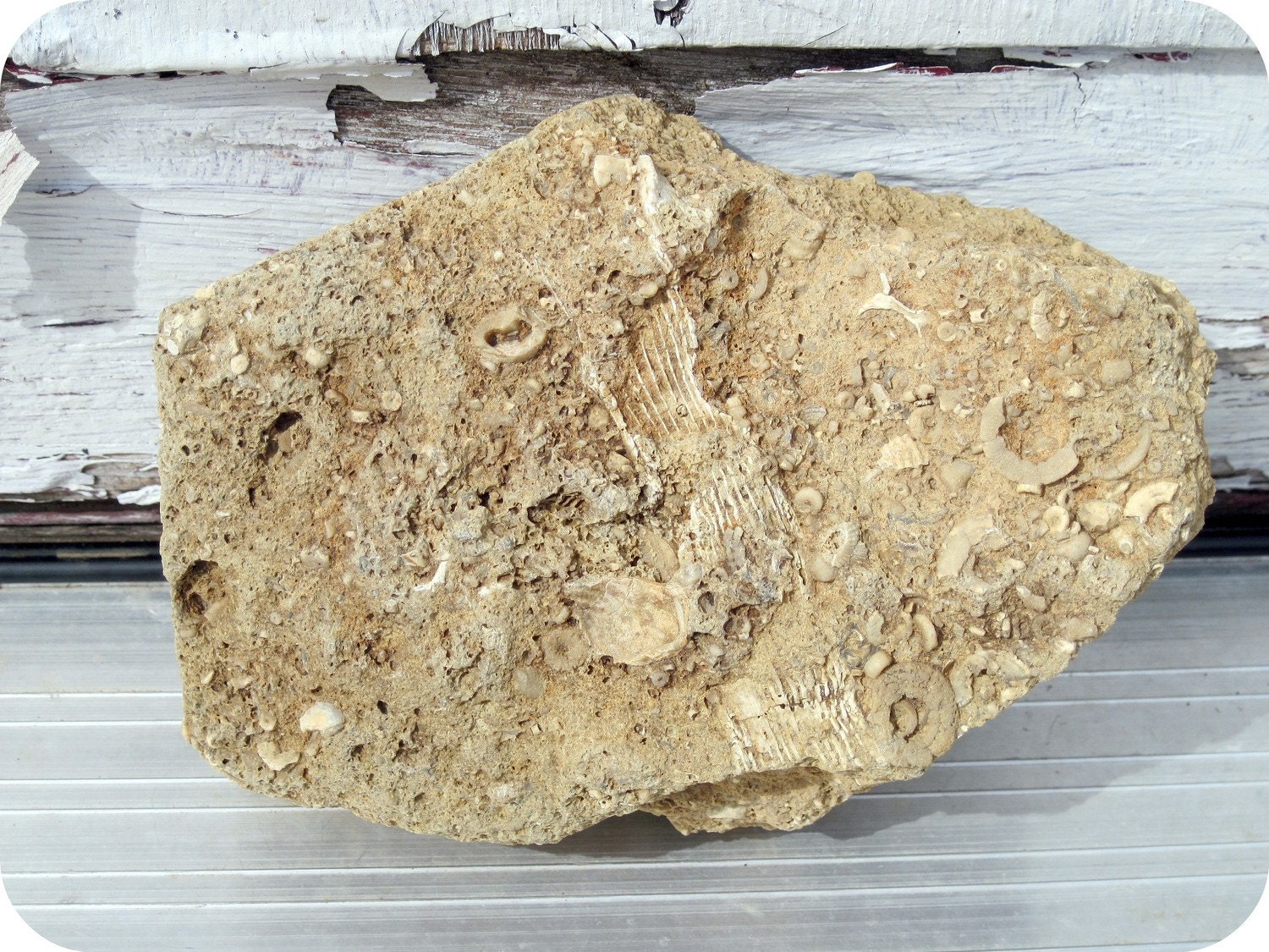 Fossil In Stone