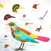 vintage school chart: double sided bird studies and cell division