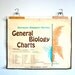 vintage school chart: double sided bird studies and cell division