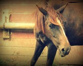 Beautiful Playful Horse, 8x10 Fine Art Photograph