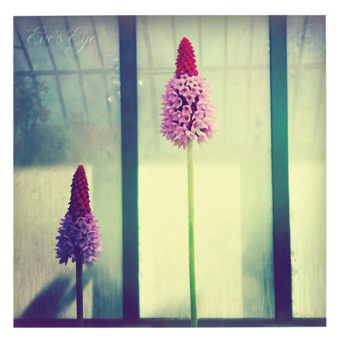 Primula Vialii - Detailed Pink & Orange Flower Still Life Photograph 8 x 8, Nursery, Wall Art, Home Decor