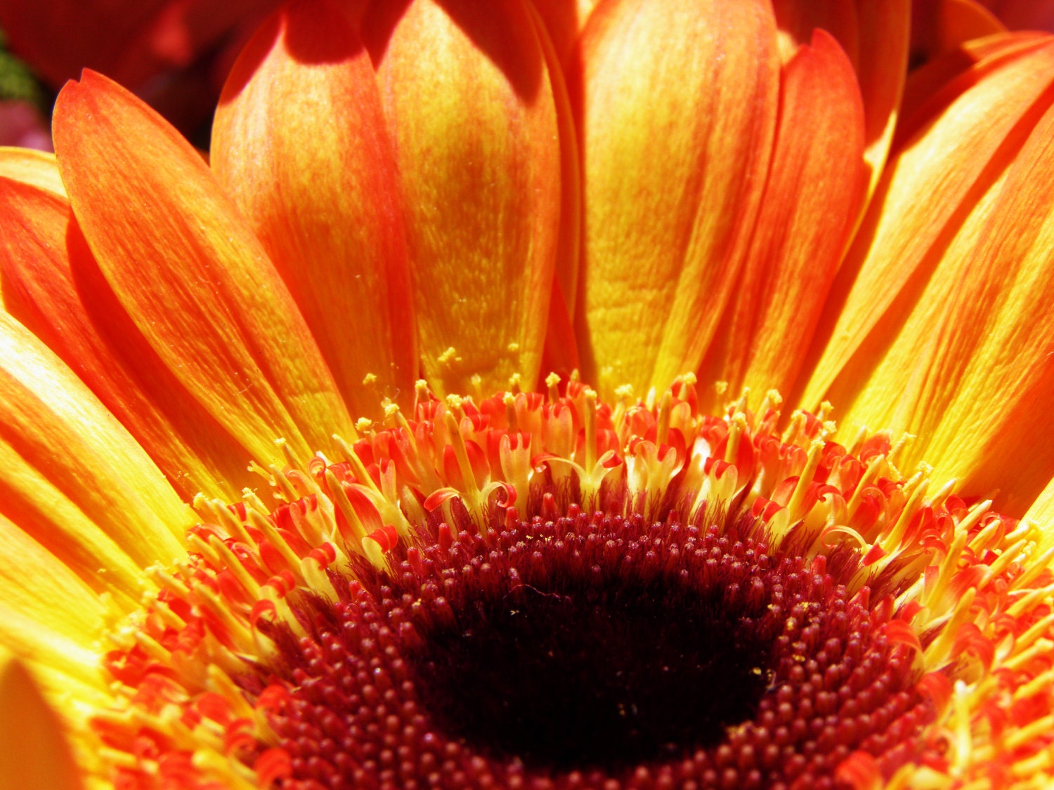 Flaming glory, Floral, Flower, plant, Digital, Fine Art Photography