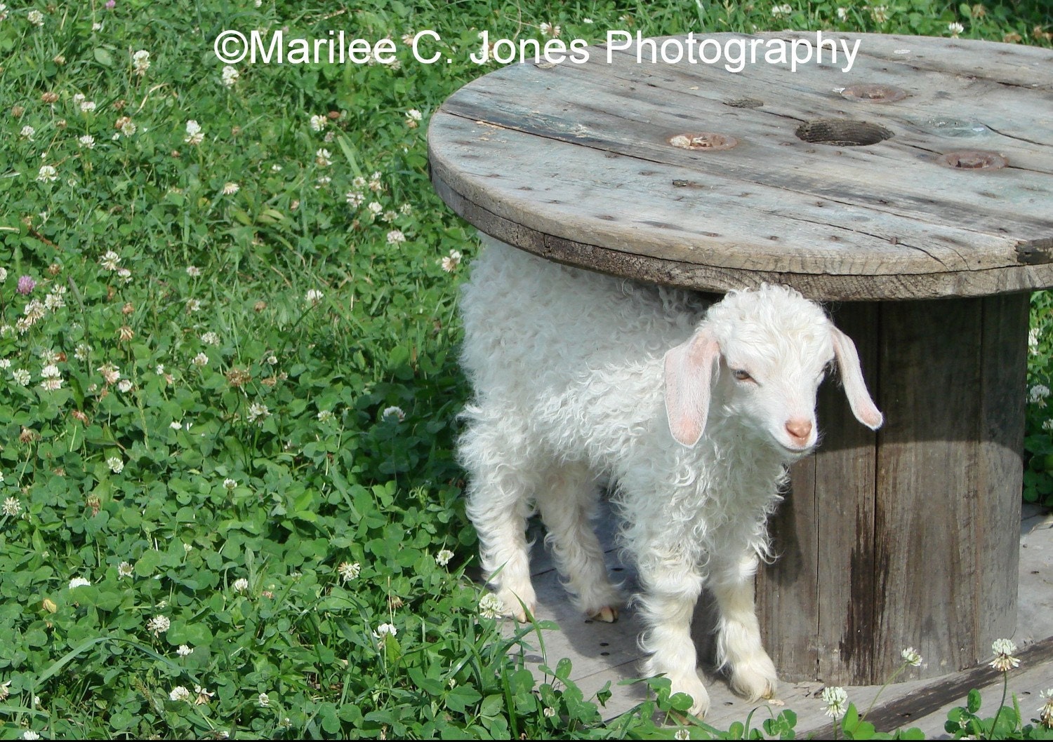 Baby Angora Goats