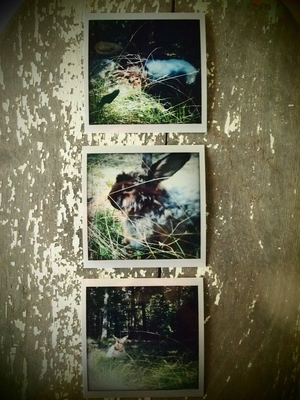 rabbit photographs on metallic paper