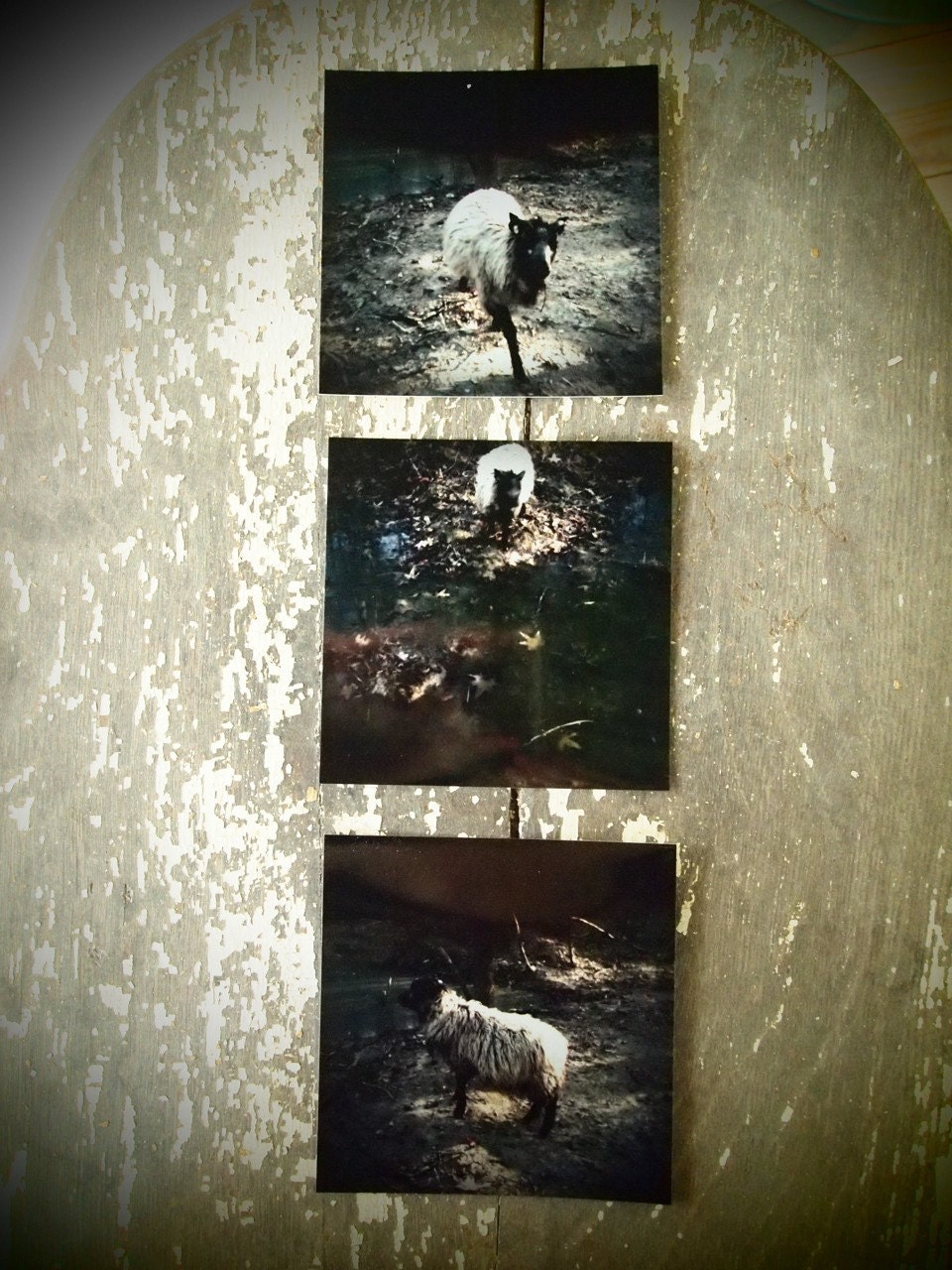 sheep photographs on metallic paper