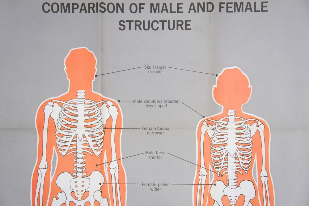 Vintage Anatomical Chart - Comparison of Male and Female Structure