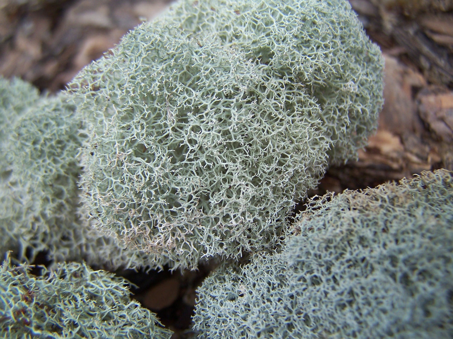 reindeer lichen