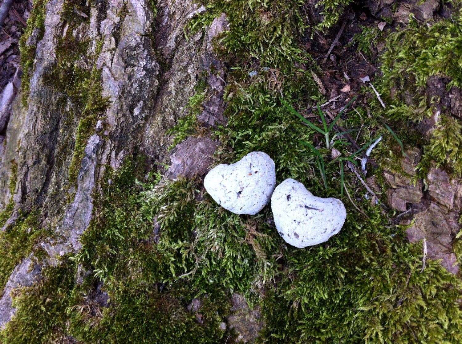 Butterfly and Hummingbird Friendly Seed Bombs of Love- North American Native