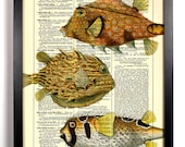 Blowfish Collection Repurposed Book Upcycled Dictionary Art Vintage Book Print Recycled Vintage Dictionary Page Buy 2 Get 1 FREE