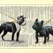 A Boston Terrier and French Bulldog, Dogs, Puppies, Cute, Antique Recycled Book, Upcycled Vintage Dictionary Book Page, 8 x 10 Print