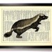 Honey Badger Ratel Animal Repurposed Book Print Upcycled Book Art Upcycled Vintage Book Page Antique Dictionary Buy 2 Get 1 FREE