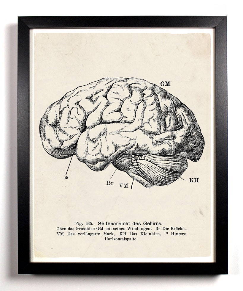 The Human Brain Anatomy Antique Illustration 8 x 10 Giclee Art Print Upcled Collage Recycled Book Art Buy 2 Get 1 FREE